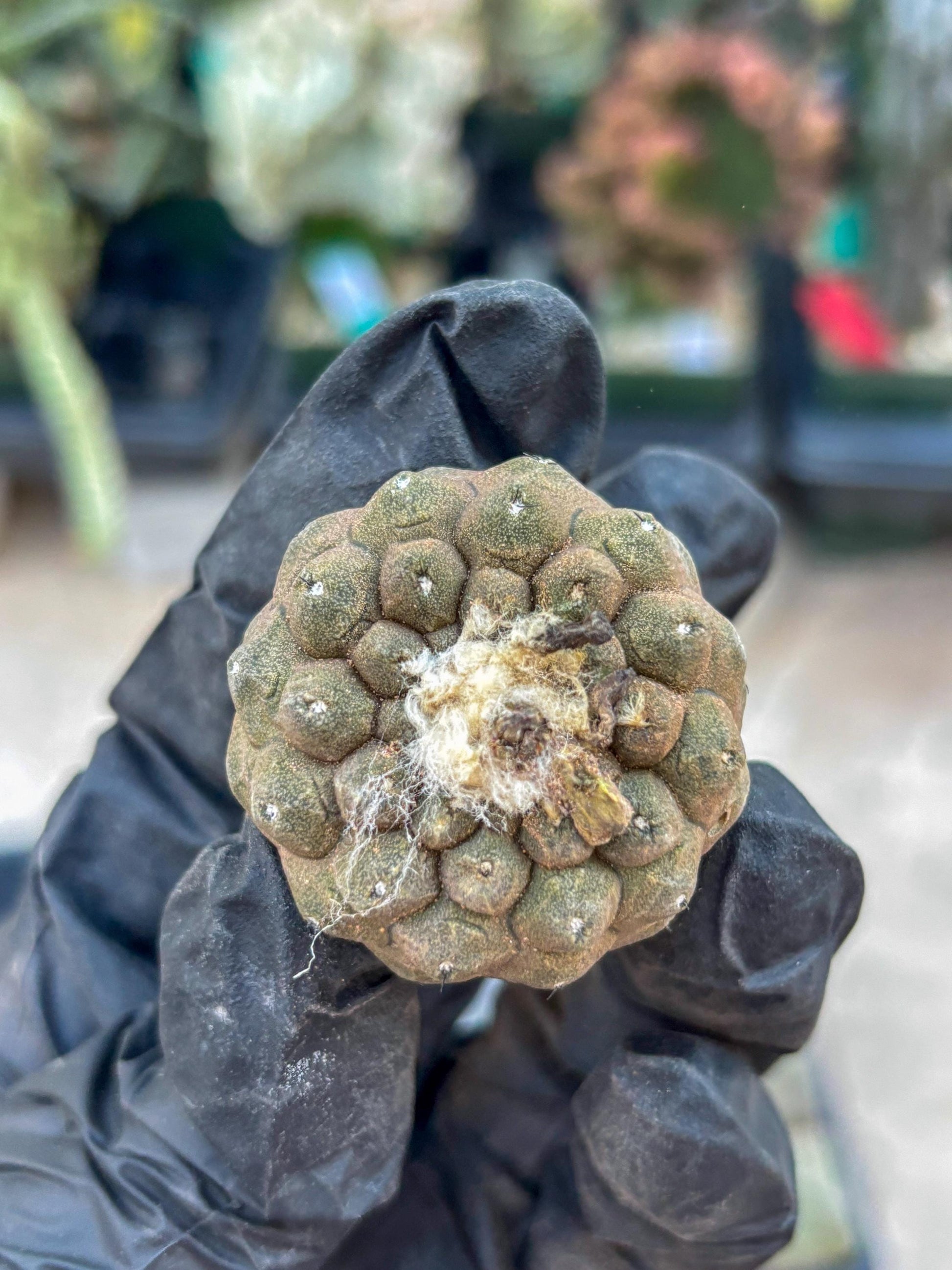 Lizard Skin Cactus (R) | Fully Rooted | Rare imported Cactus