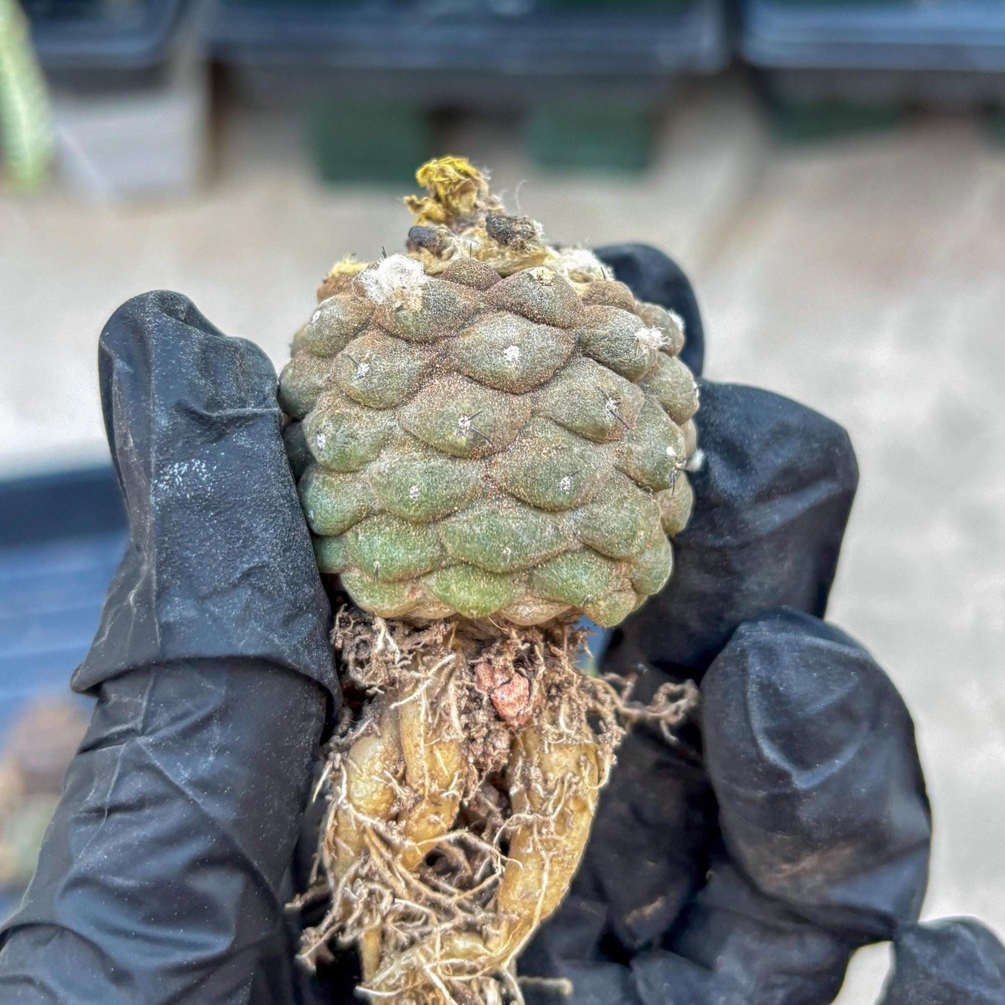 Lizard Skin Cactus (P) | Fully Rooted | Rare imported Cactus