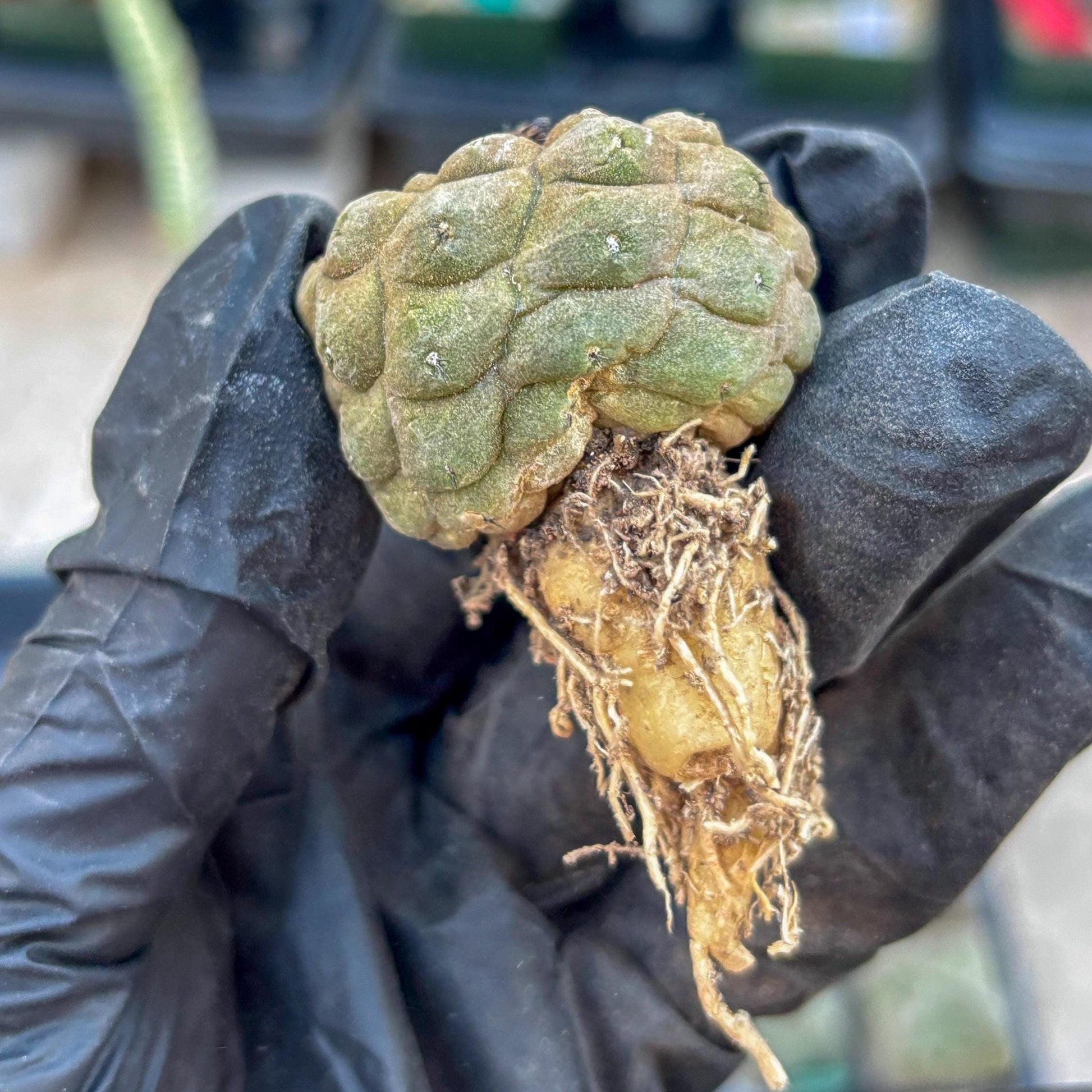 Lizard Skin Cactus (O) | Fully Rooted | Rare imported Cactus