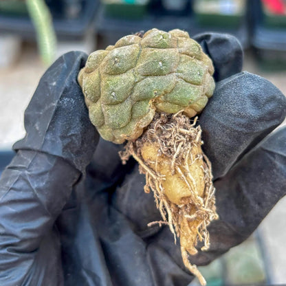 Lizard Skin Cactus (O) | Fully Rooted | Rare imported Cactus