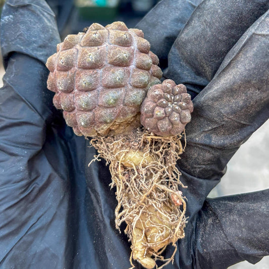 Lizard Skin Cactus (G) | Fully Rooted | Rare imported Cactus