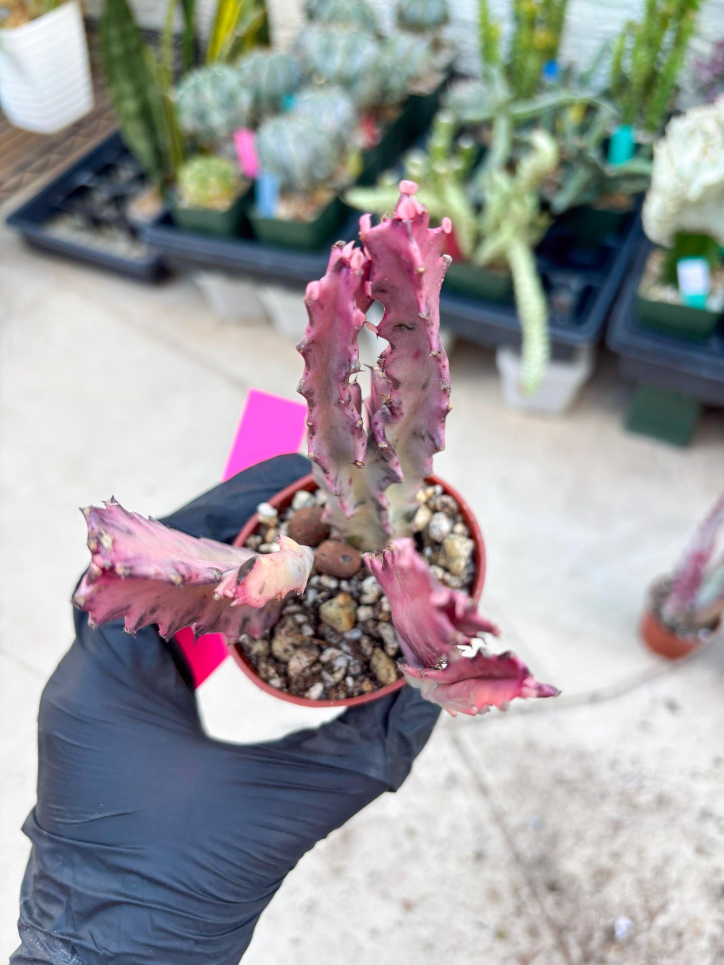 Pink Euphorbia Lactea (P) | 1 Pot/ 3pcs of plants