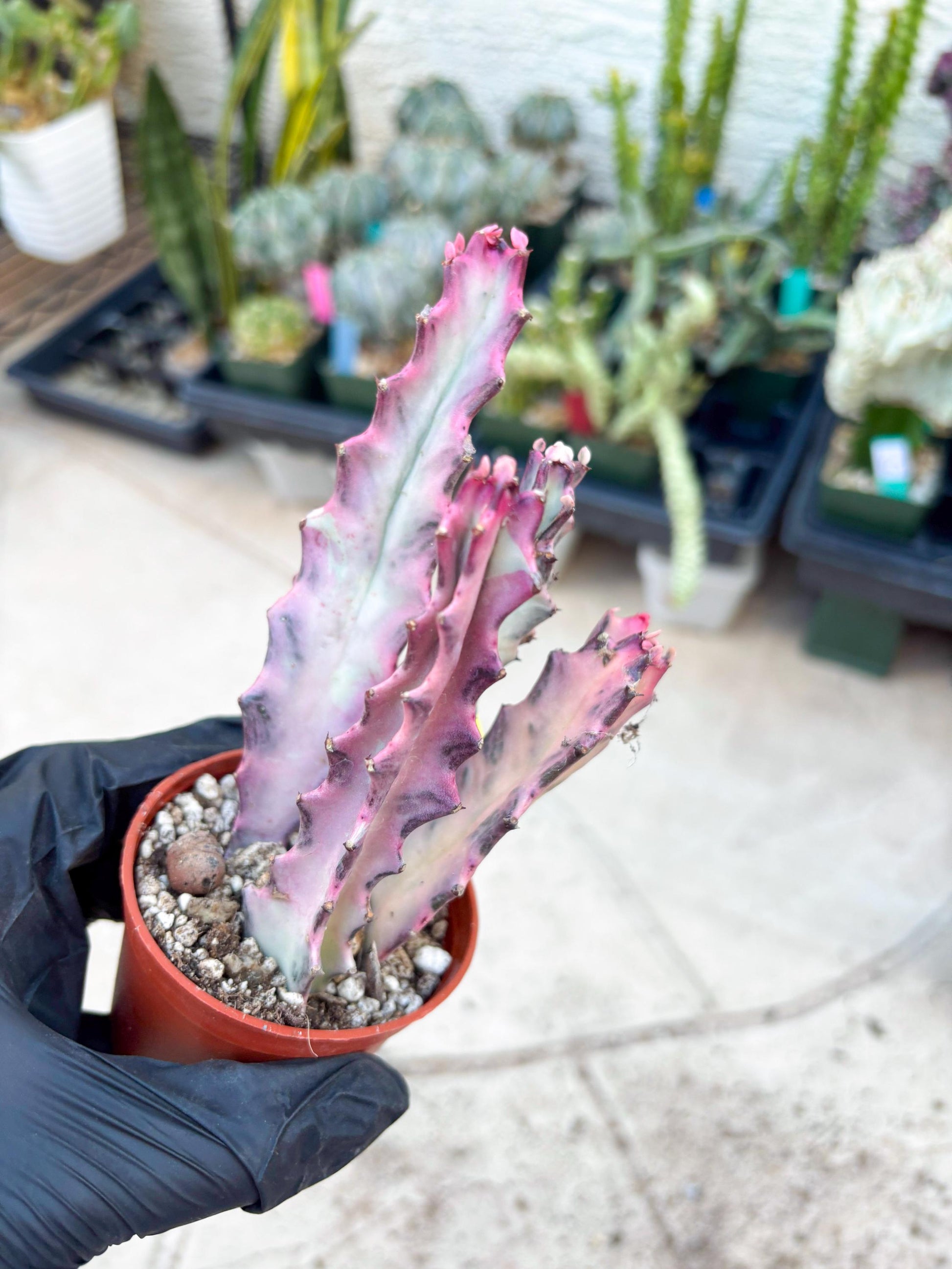 Pink Euphorbia Lactea (Y) | 1 Pot/ 3pcs of plants