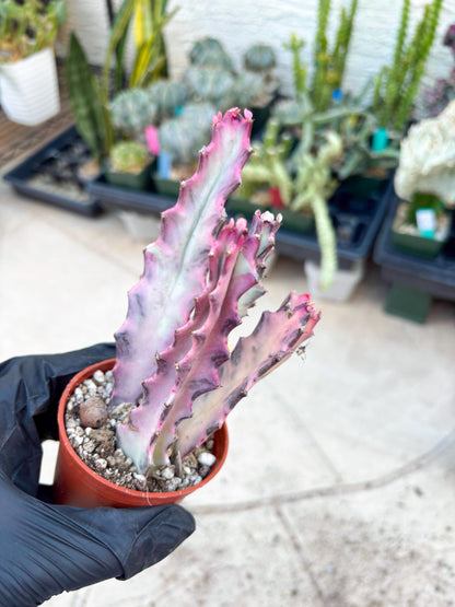 Pink Euphorbia Lactea (Y) | 1 Pot/ 3pcs of plants