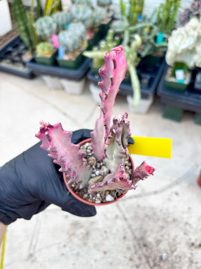 Pink Euphorbia Lactea (Y) | 1 Pot/ 3pcs of plants