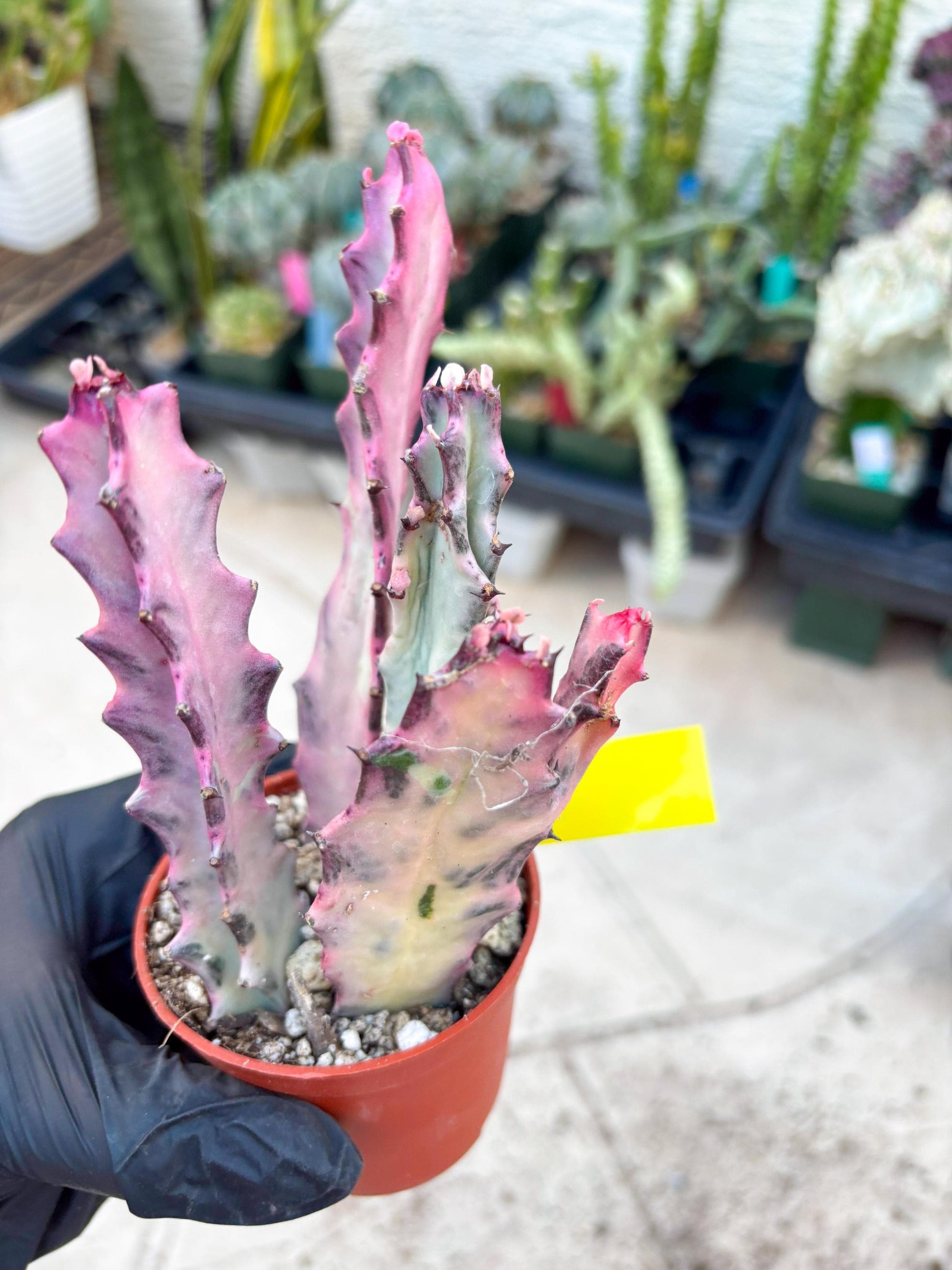 Pink Euphorbia Lactea (Y) | 1 Pot/ 3pcs of plants
