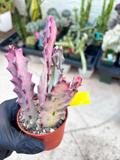 Pink Euphorbia Lactea (Y) | 1 Pot/ 3pcs of plants
