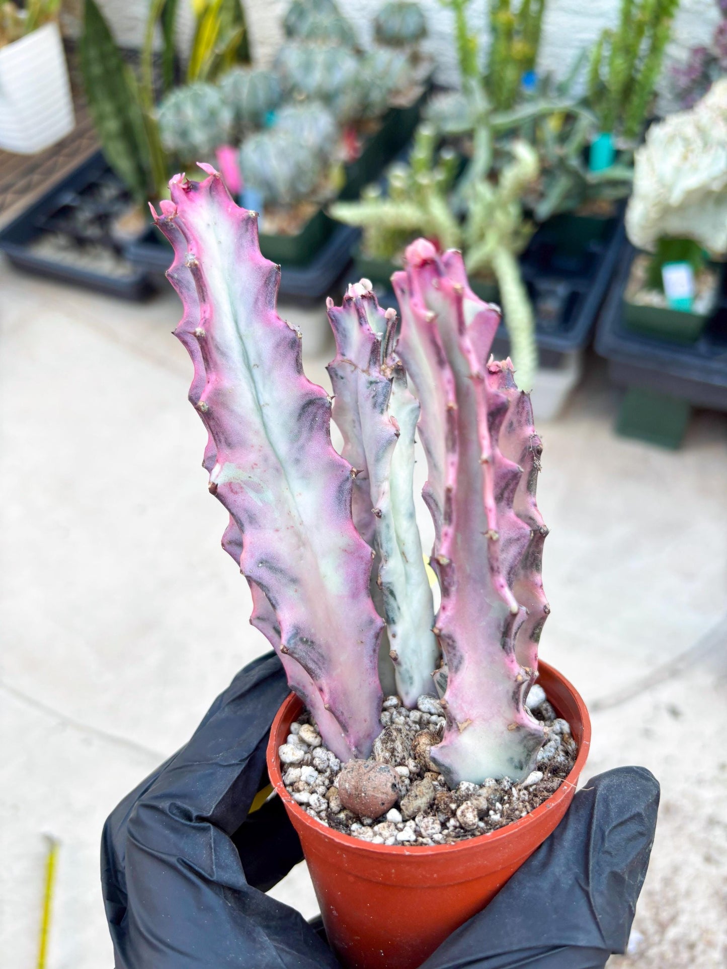 Pink Euphorbia Lactea (Y) | 1 Pot/ 3pcs of plants
