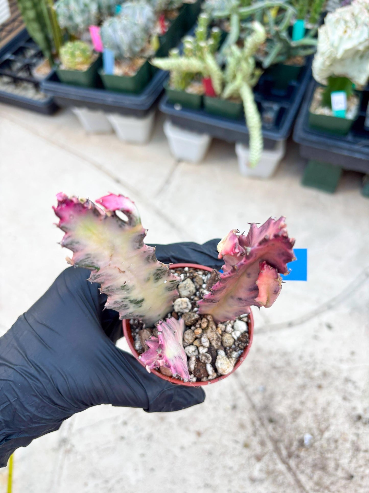 Pink Euphorbia Lactea (B) | 1 Pot/ 3pcs of plants