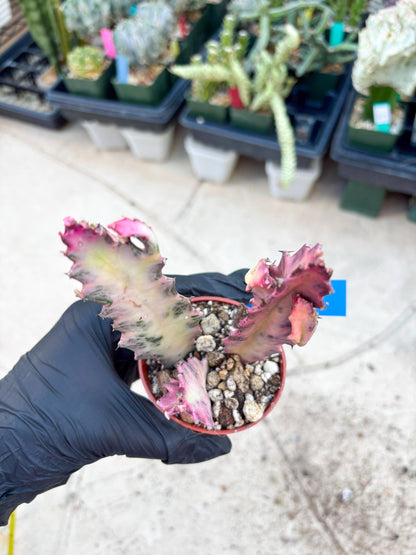 Pink Euphorbia Lactea (B) | 1 Pot/ 3pcs of plants