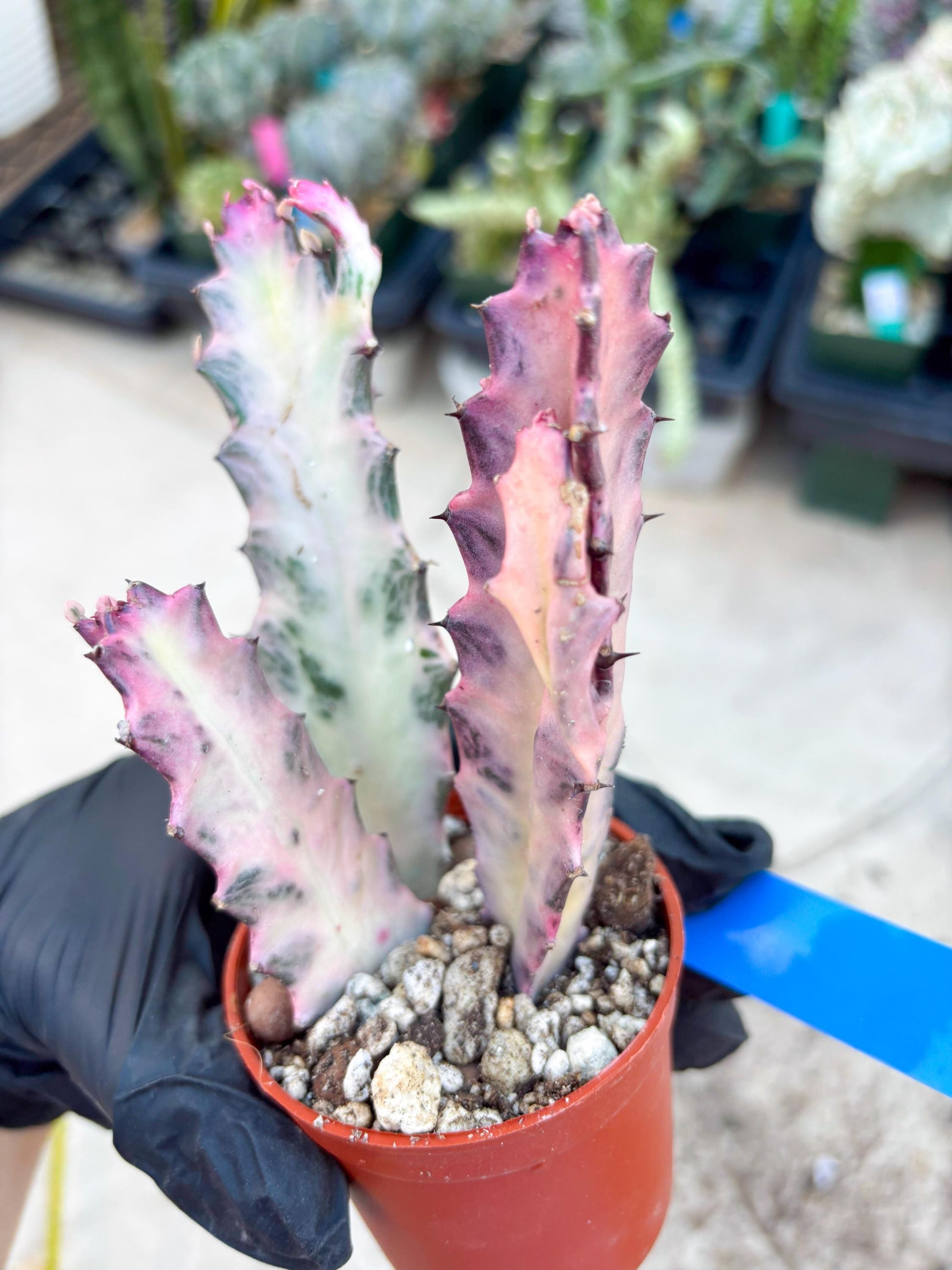 Pink Euphorbia Lactea (B) | 1 Pot/ 3pcs of plants