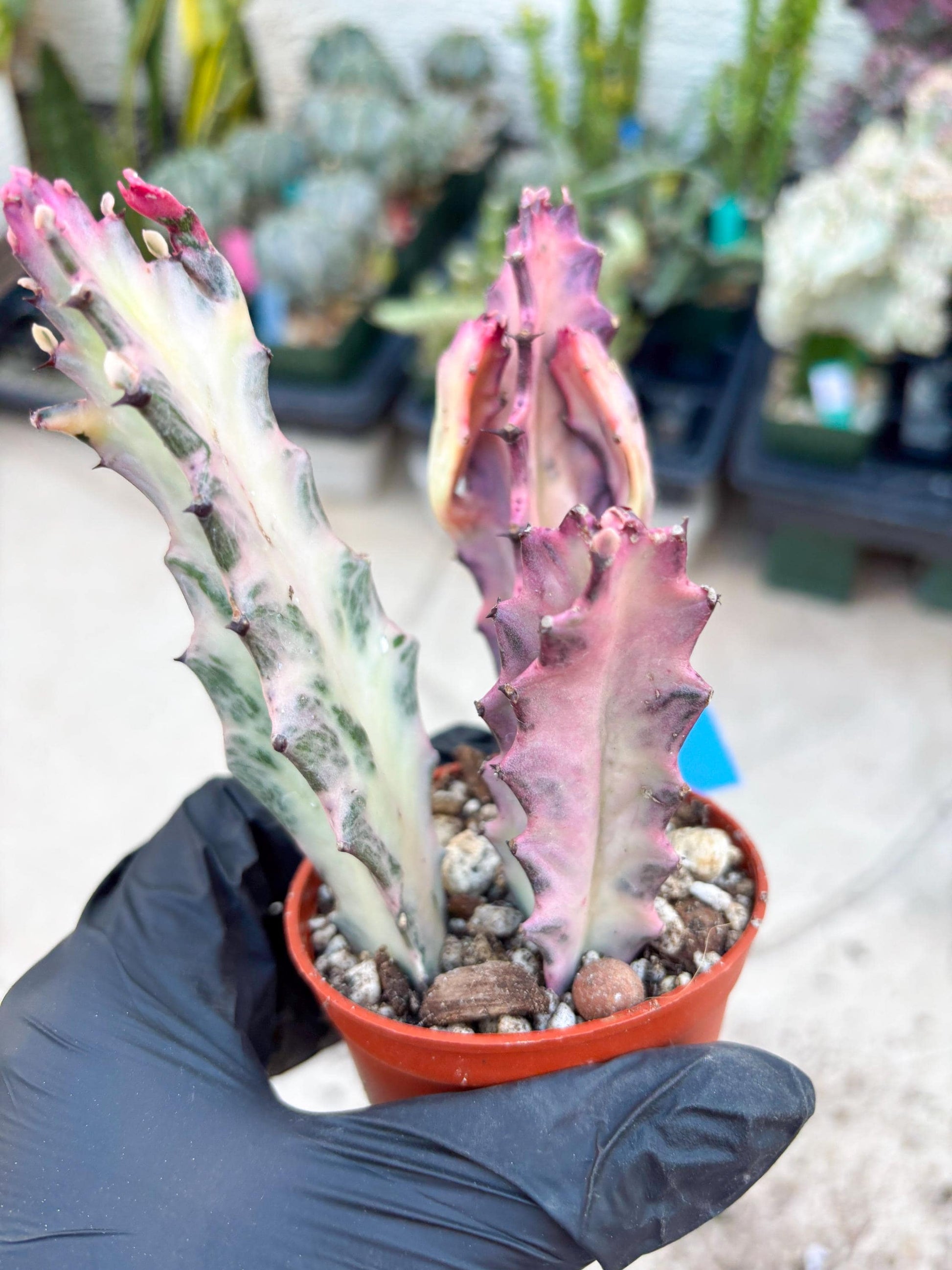 Pink Euphorbia Lactea (B) | 1 Pot/ 3pcs of plants