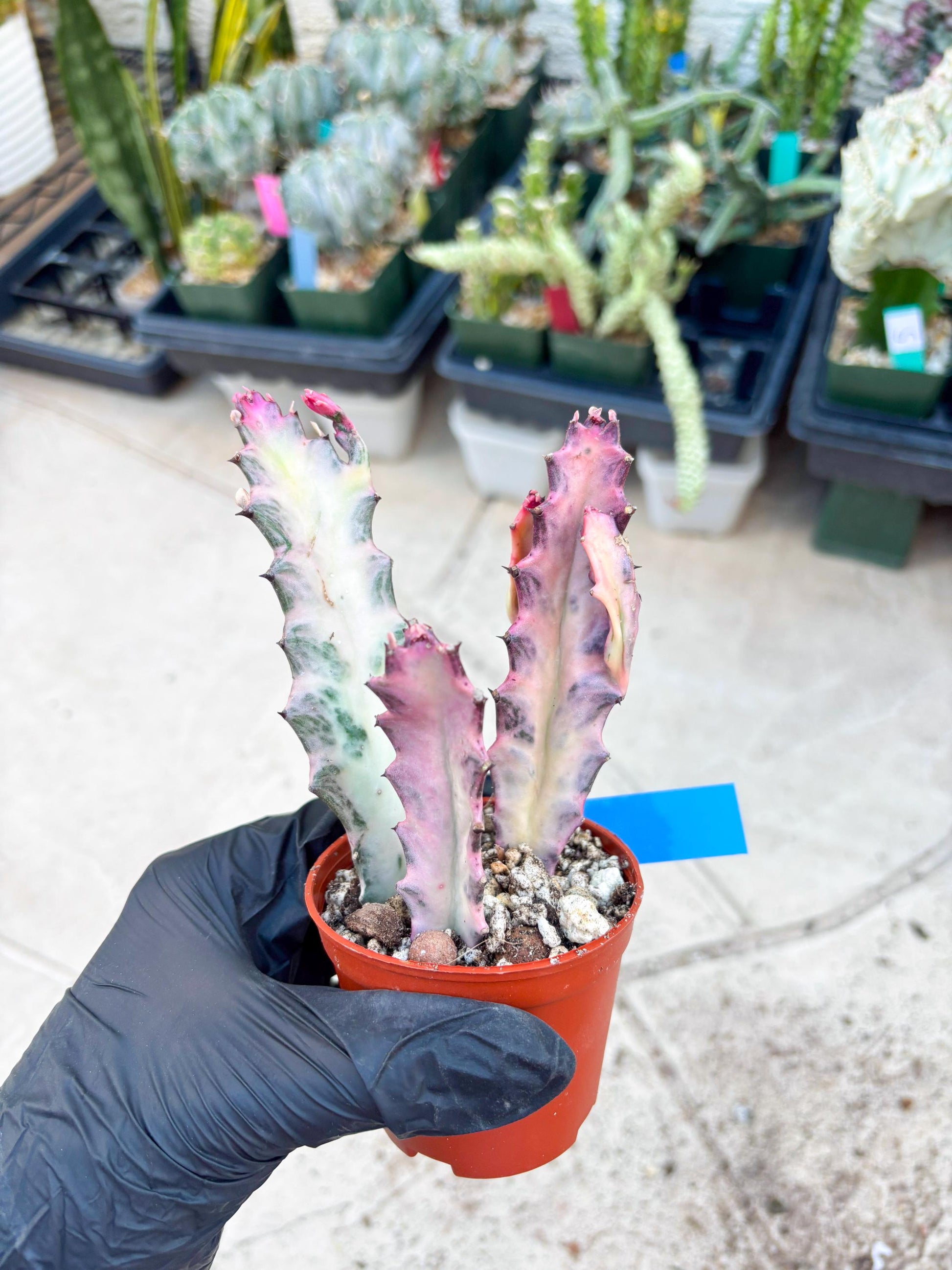 Pink Euphorbia Lactea (B) | 1 Pot/ 3pcs of plants