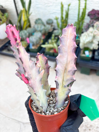 Pink Euphorbia Lactea (G) | 1 Pot/ 3pcs of plants