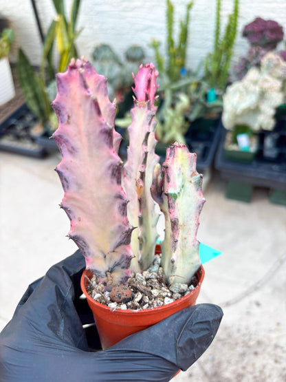 Pink Euphorbia Lactea (G) | 1 Pot/ 3pcs of plants