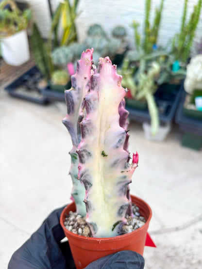 Pink Euphorbia Lactea (Red) | 1 Pot/ 3pcs of plants