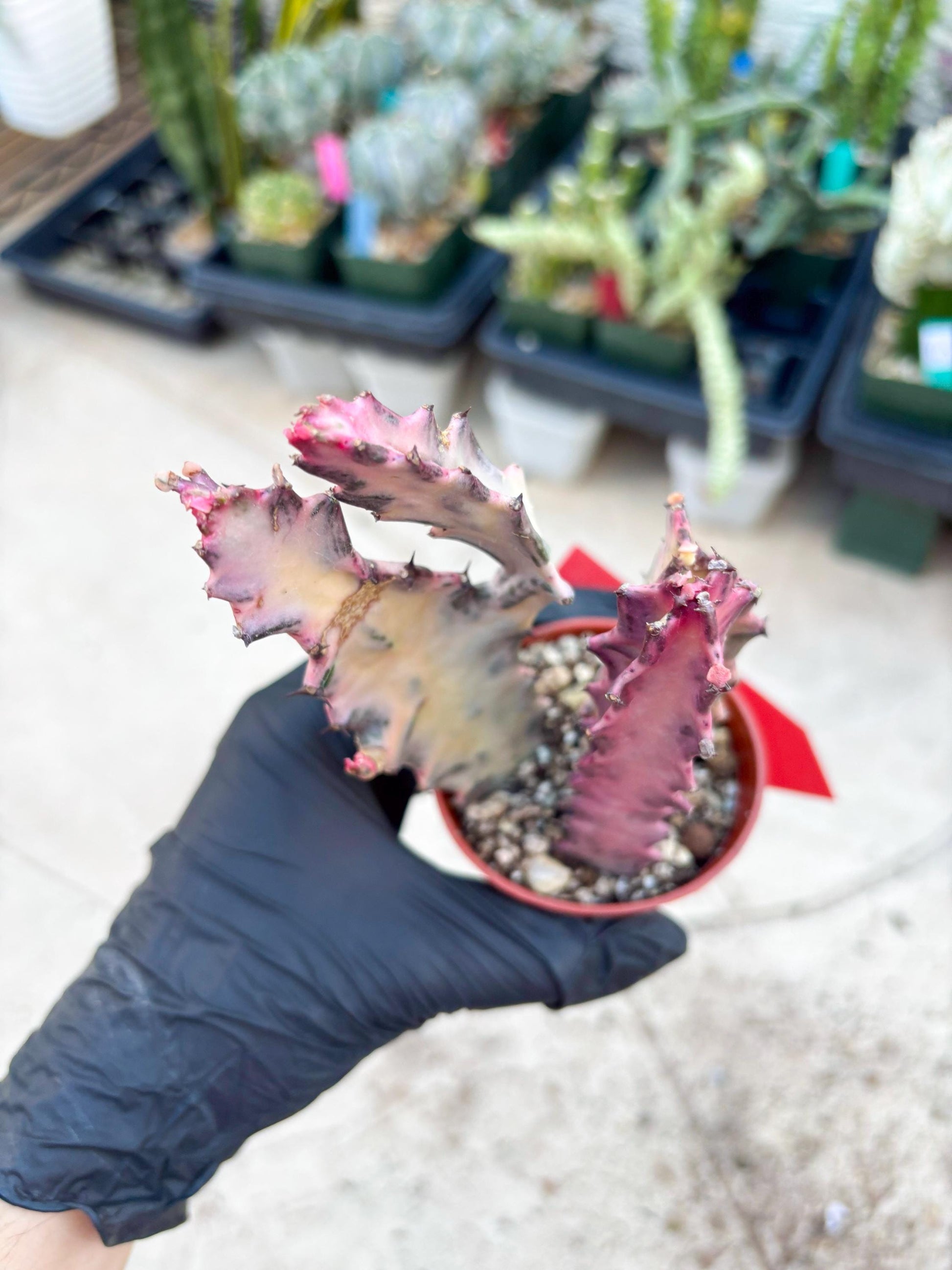 Pink Euphorbia Lactea (Red) | 1 Pot/ 3pcs of plants