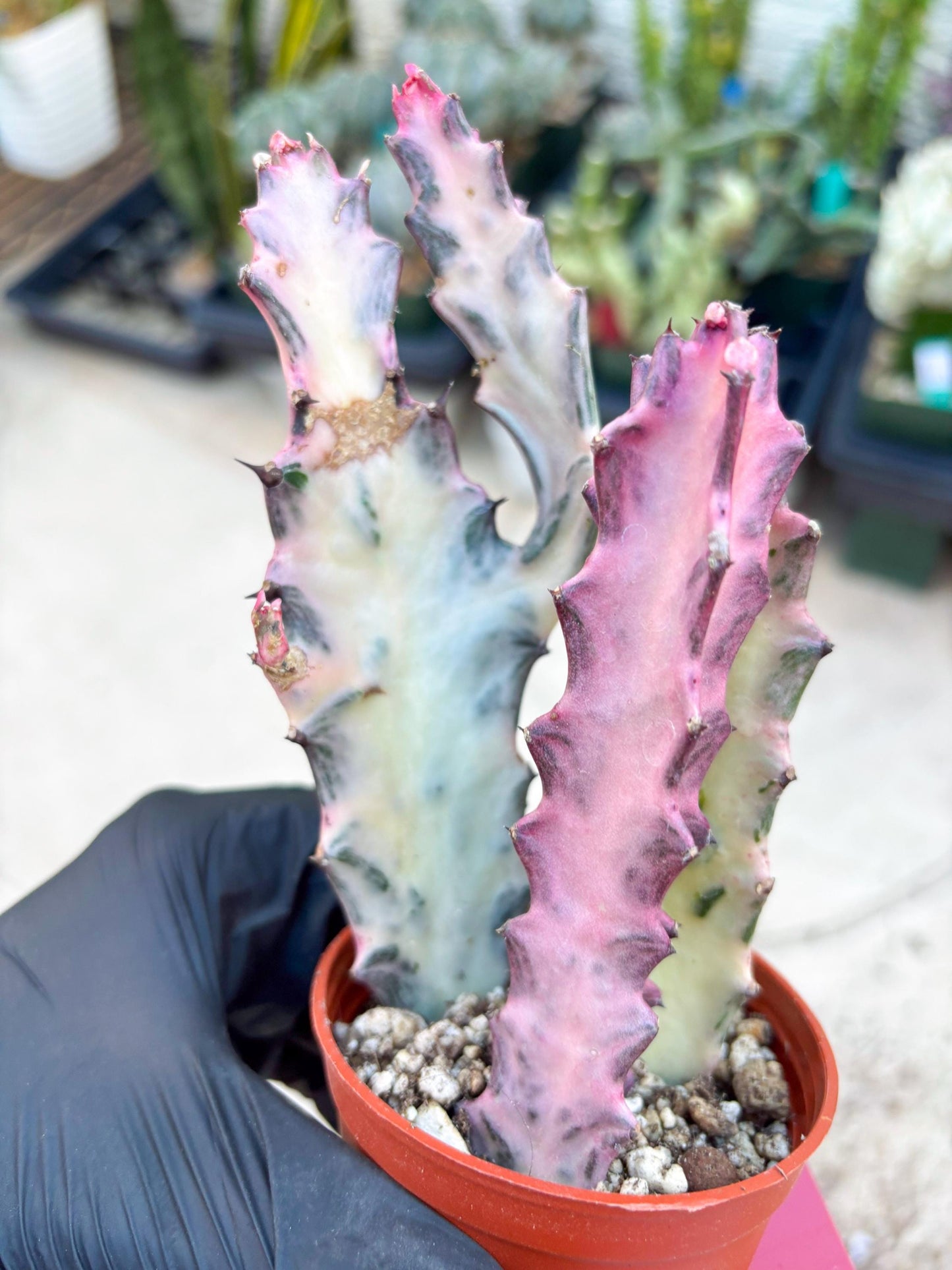 Pink Euphorbia Lactea (Red) | 1 Pot/ 3pcs of plants