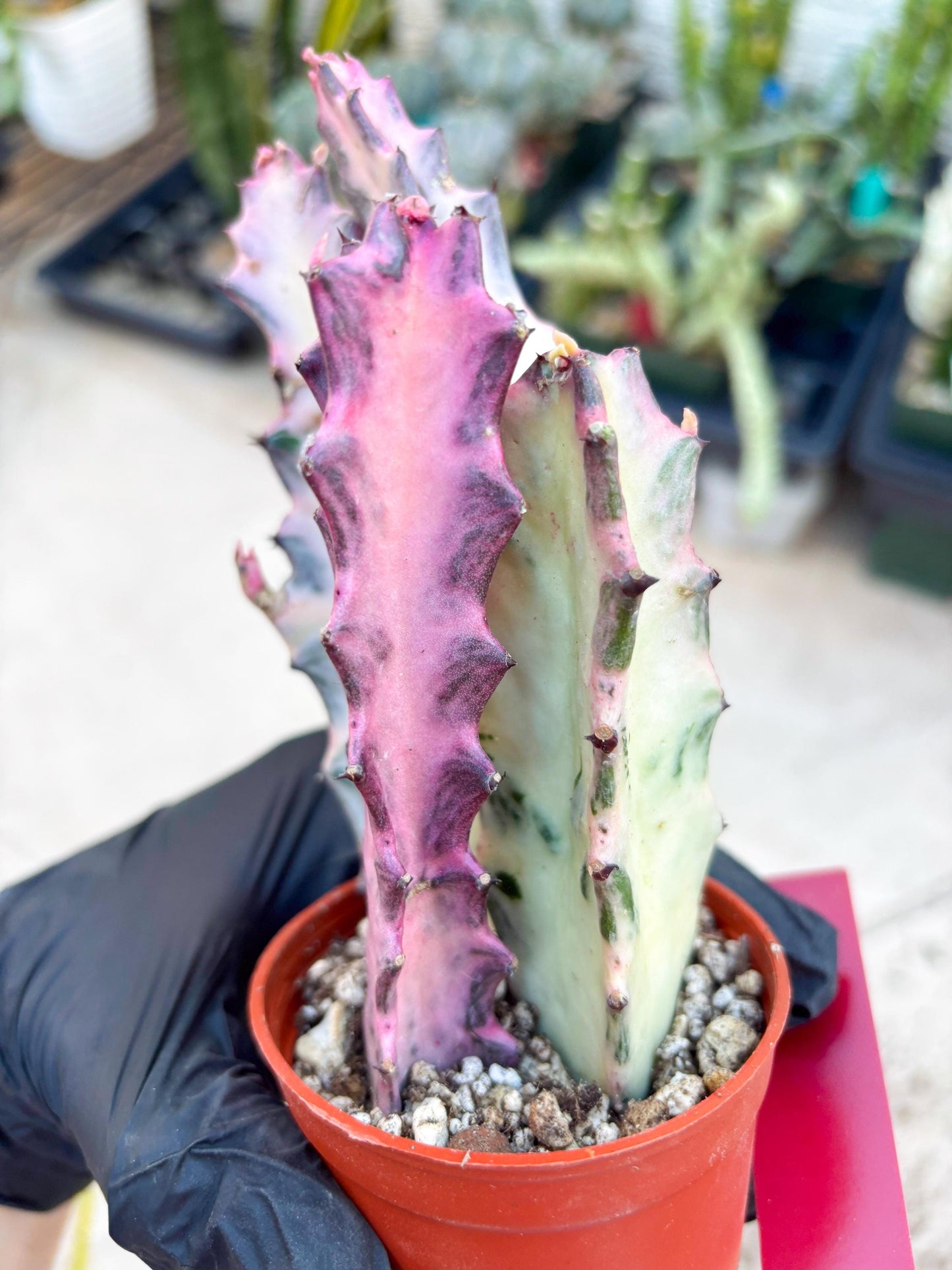 Pink Euphorbia Lactea (Red) | 1 Pot/ 3pcs of plants