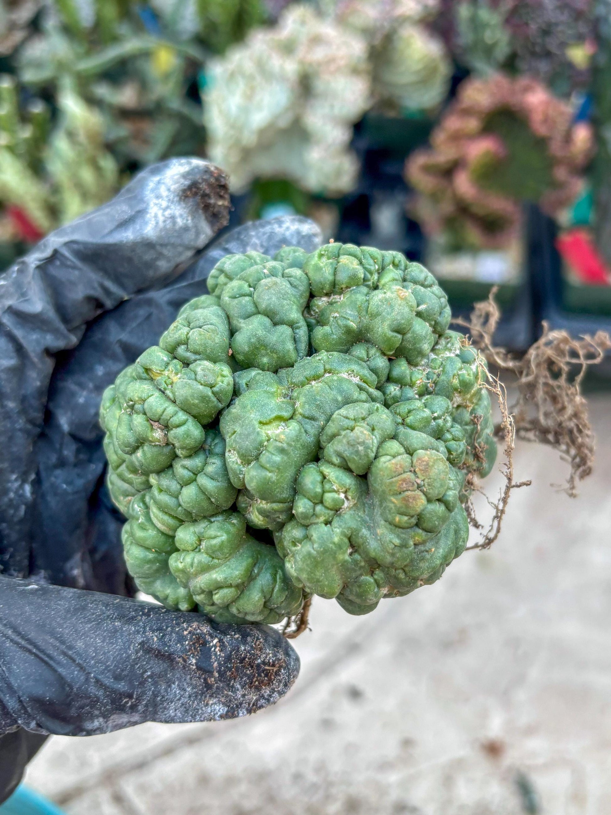 Coryphantha Elephantidens Cristata (P) | Very Rare Imported Cactus
