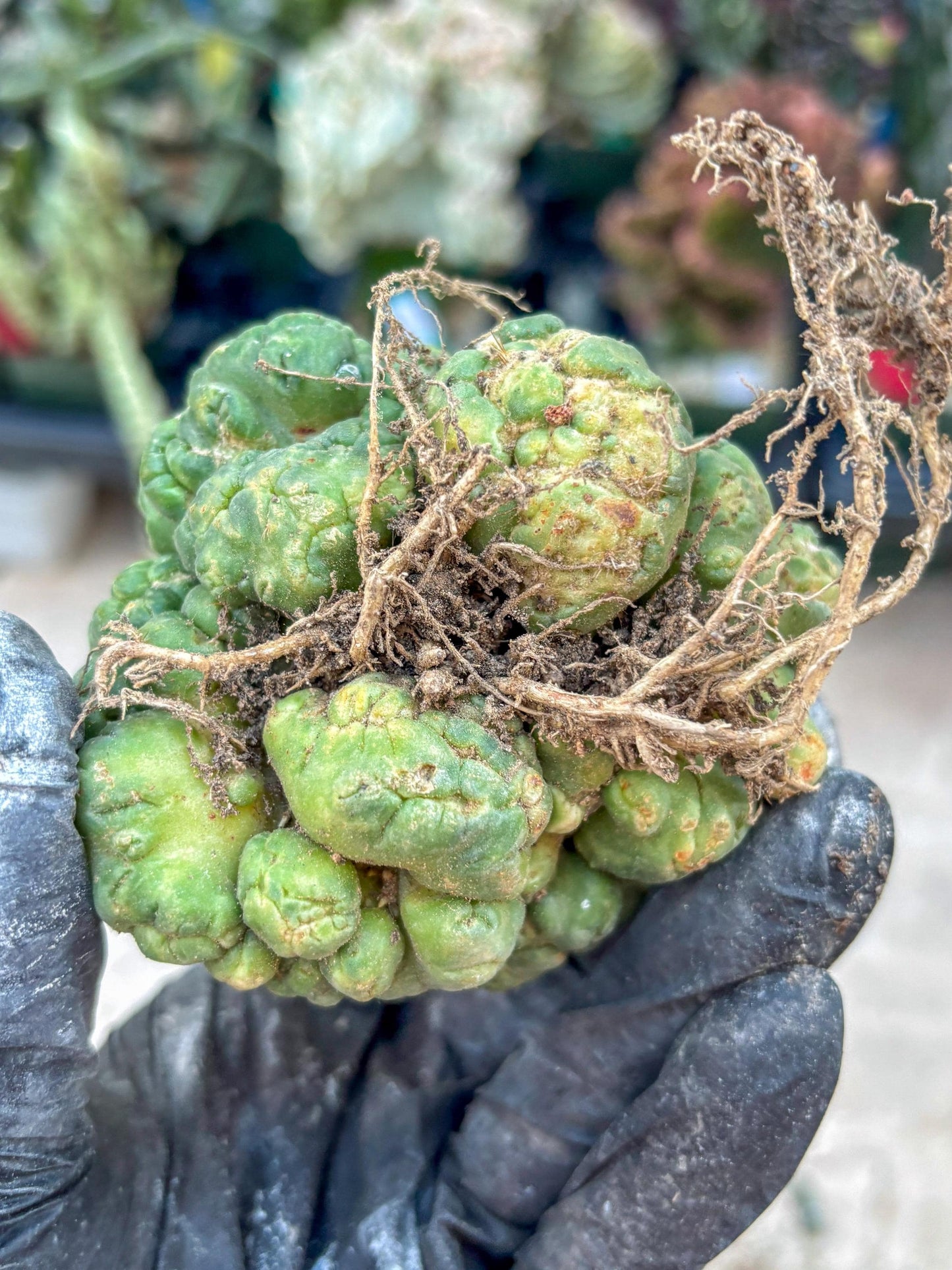 Coryphantha Elephantidens Cristata (P) | Very Rare Imported Cactus