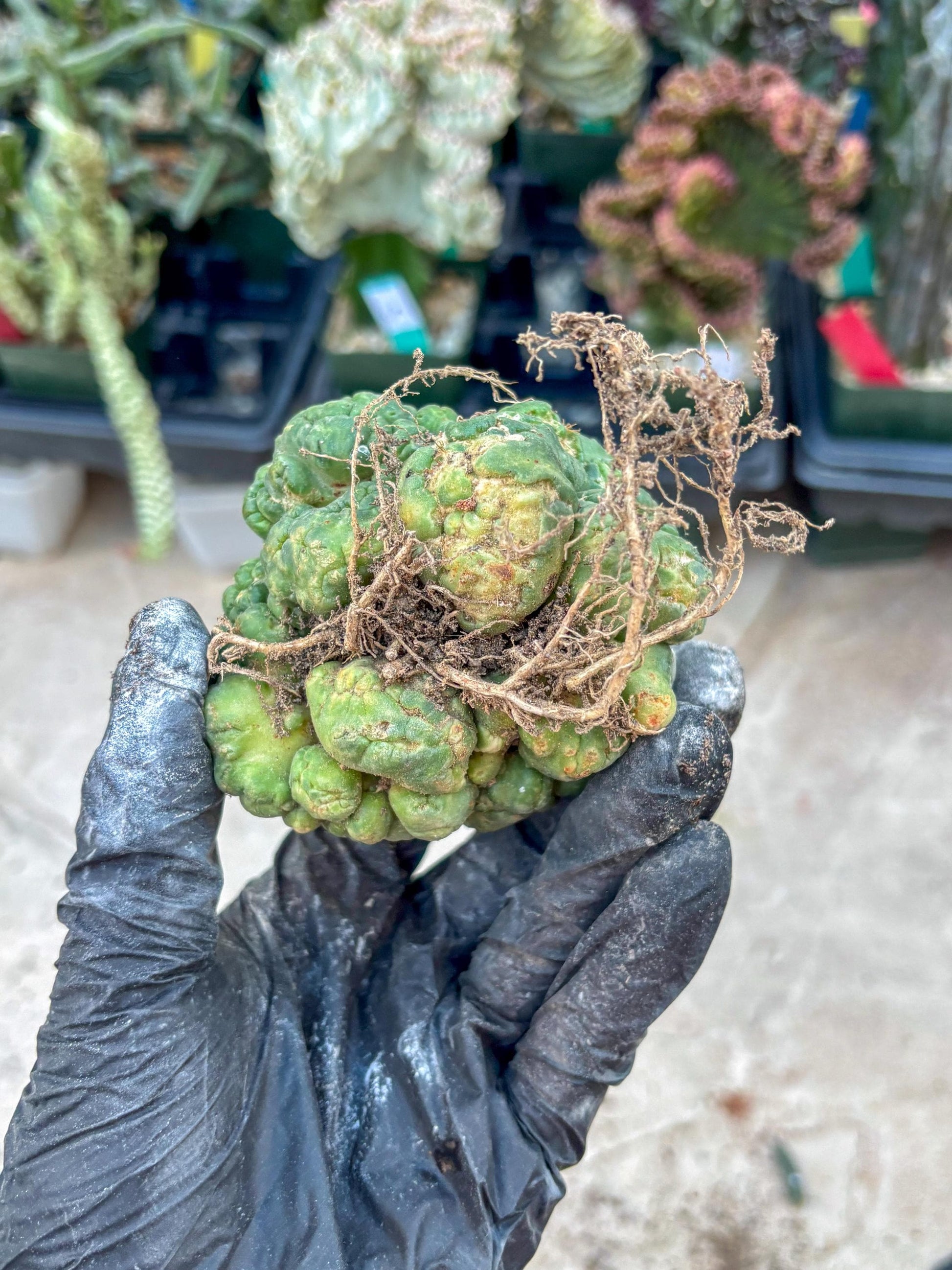 Coryphantha Elephantidens Cristata (P) | Very Rare Imported Cactus