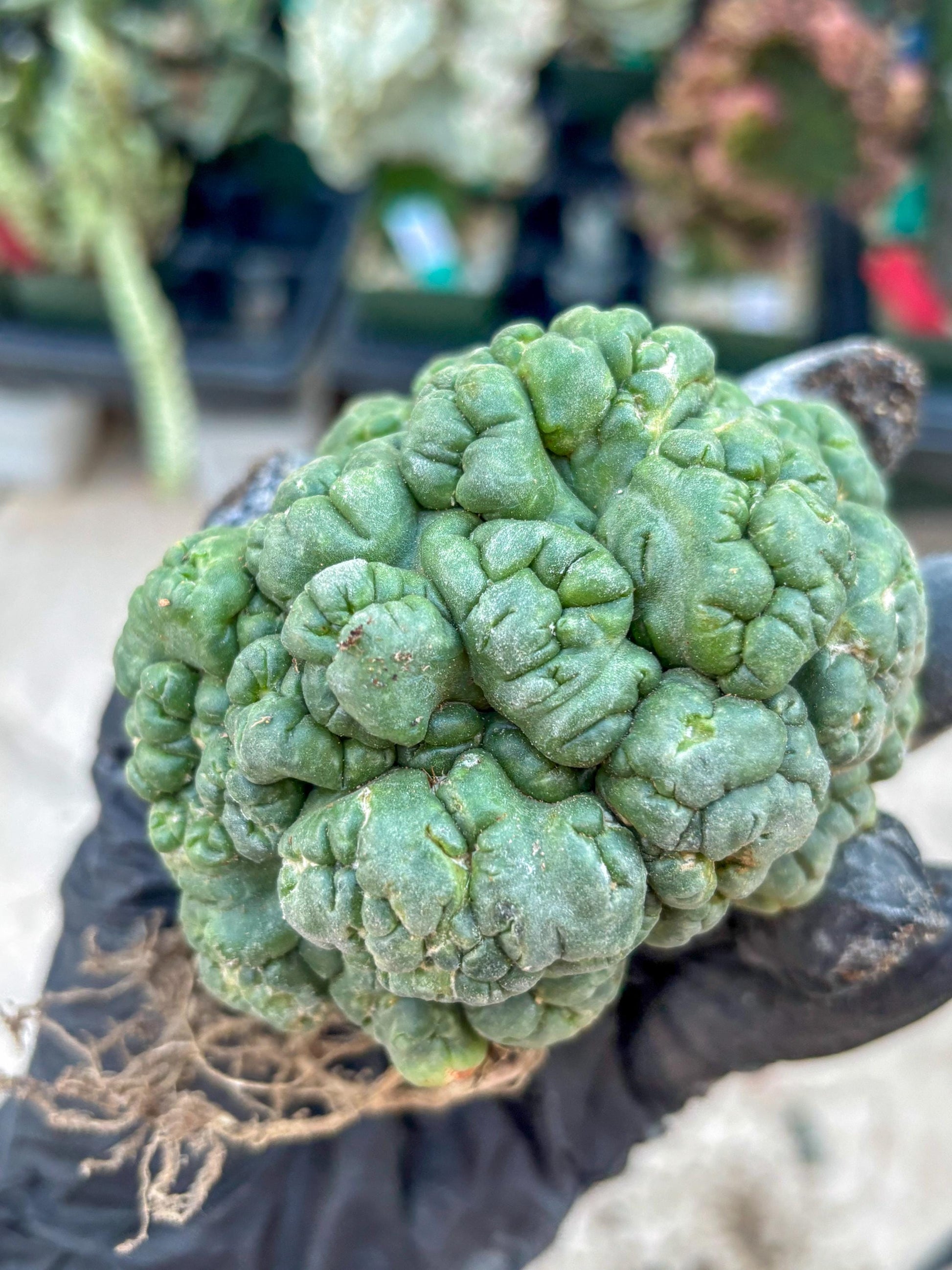 Coryphantha Elephantidens Cristata (P) | Very Rare Imported Cactus
