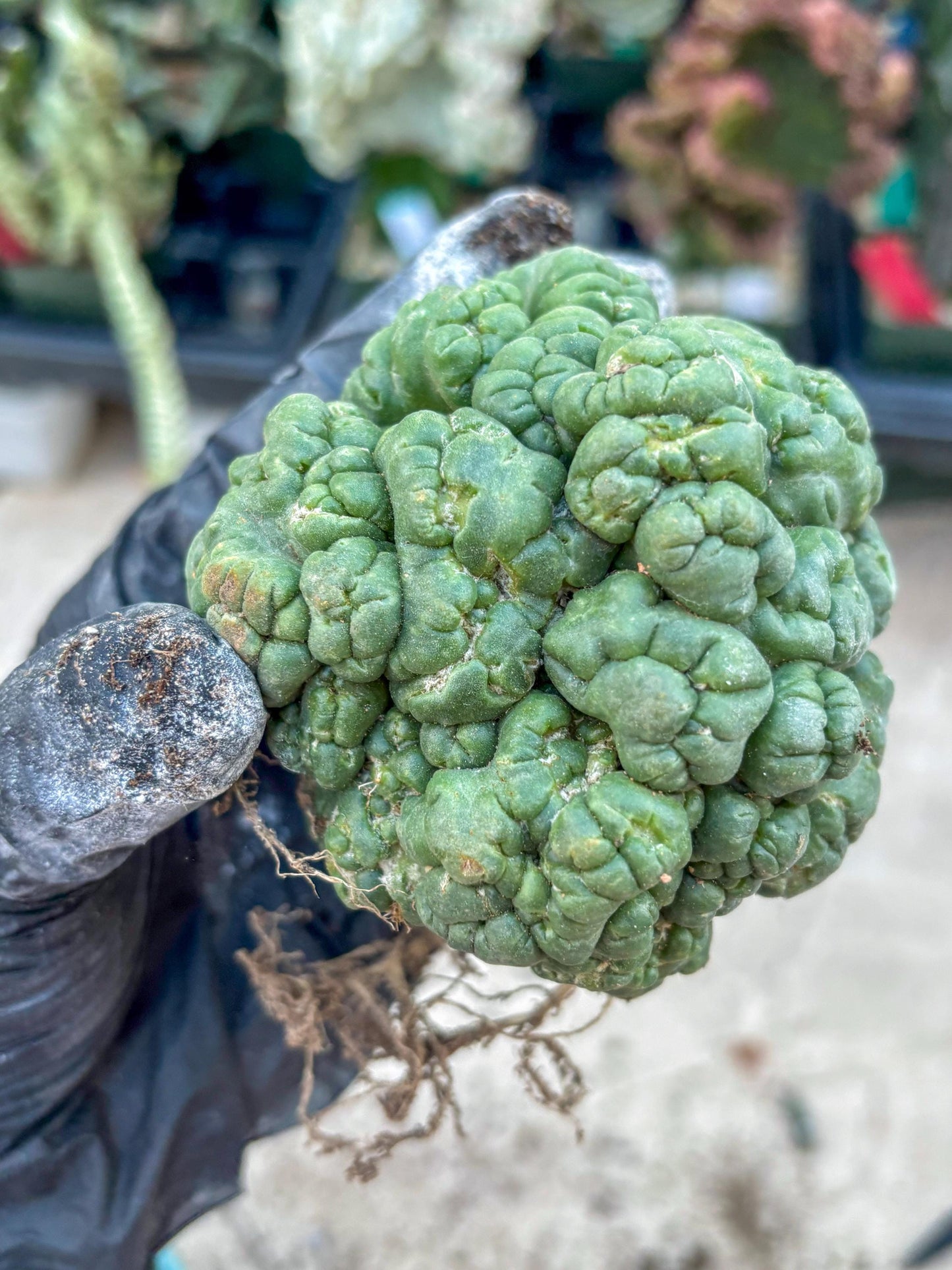 Coryphantha Elephantidens Cristata (P) | Very Rare Imported Cactus