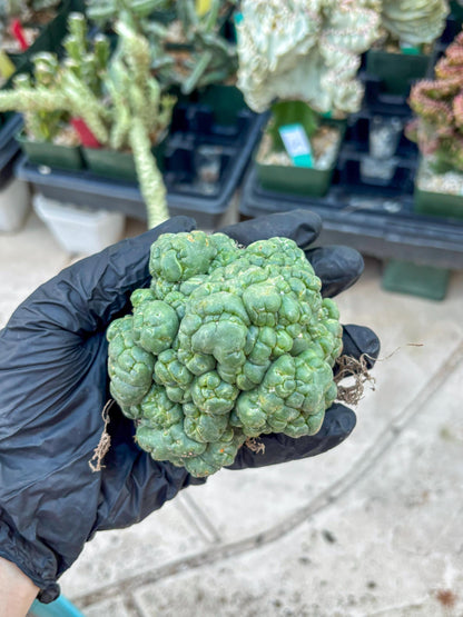 Coryphantha Elephantidens Cristata (Y) | Very Rare Imported Cactus