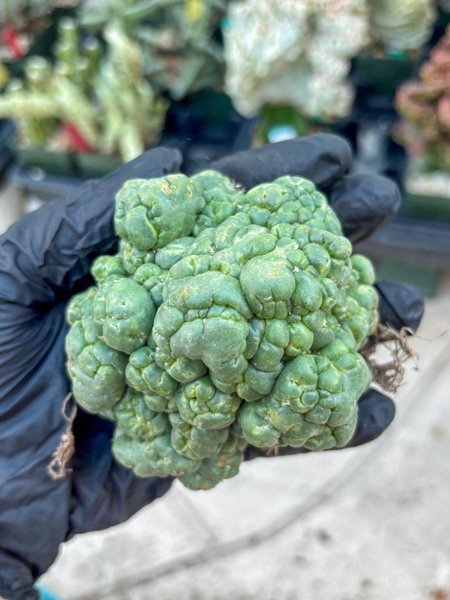 Coryphantha Elephantidens Cristata (Y) | Very Rare Imported Cactus