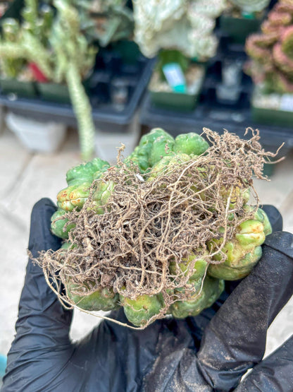 Coryphantha Elephantidens Cristata (Y) | Very Rare Imported Cactus