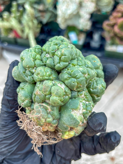 Coryphantha Elephantidens Cristata (Y) | Very Rare Imported Cactus