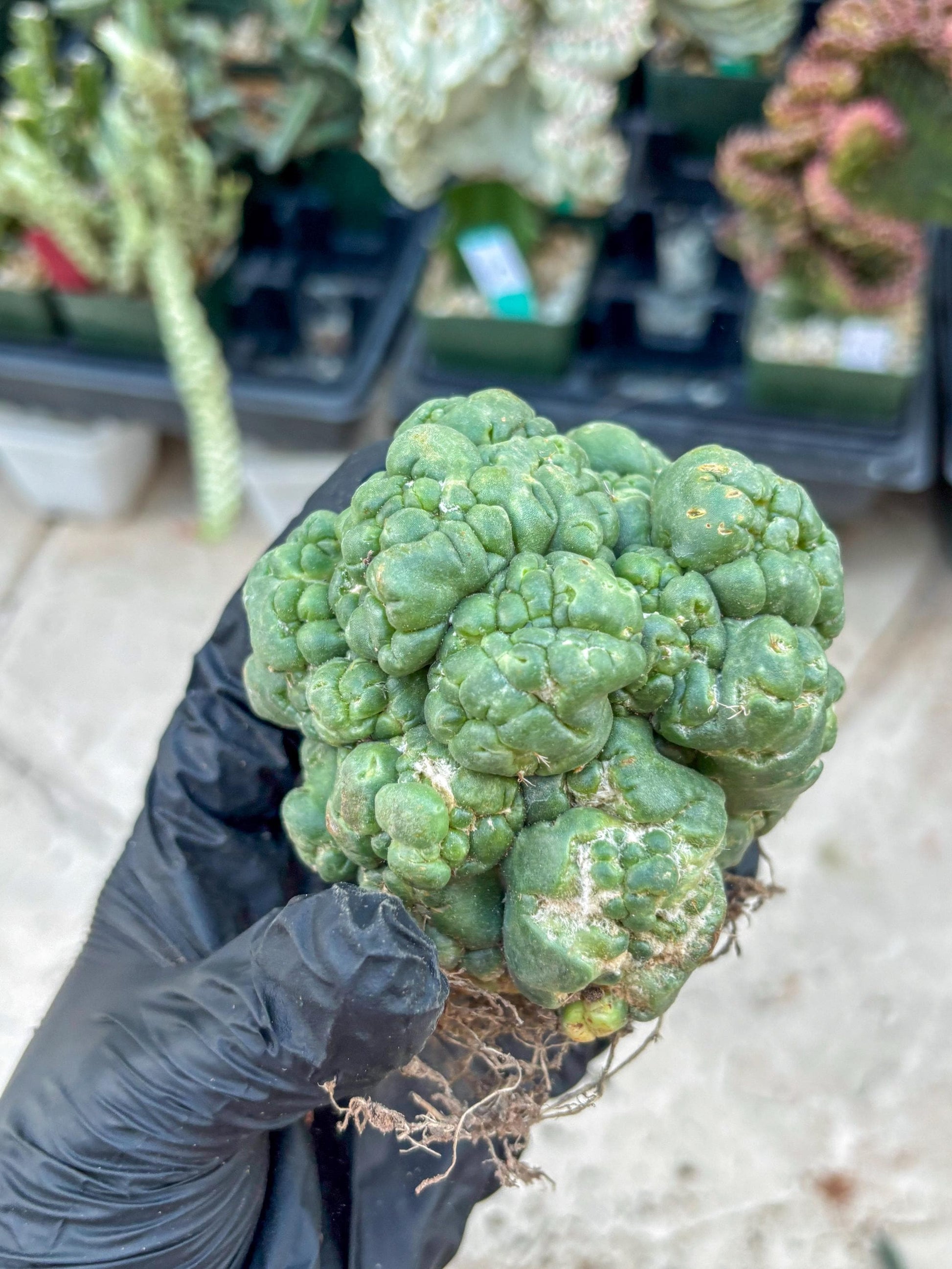 Coryphantha Elephantidens Cristata (Y) | Very Rare Imported Cactus