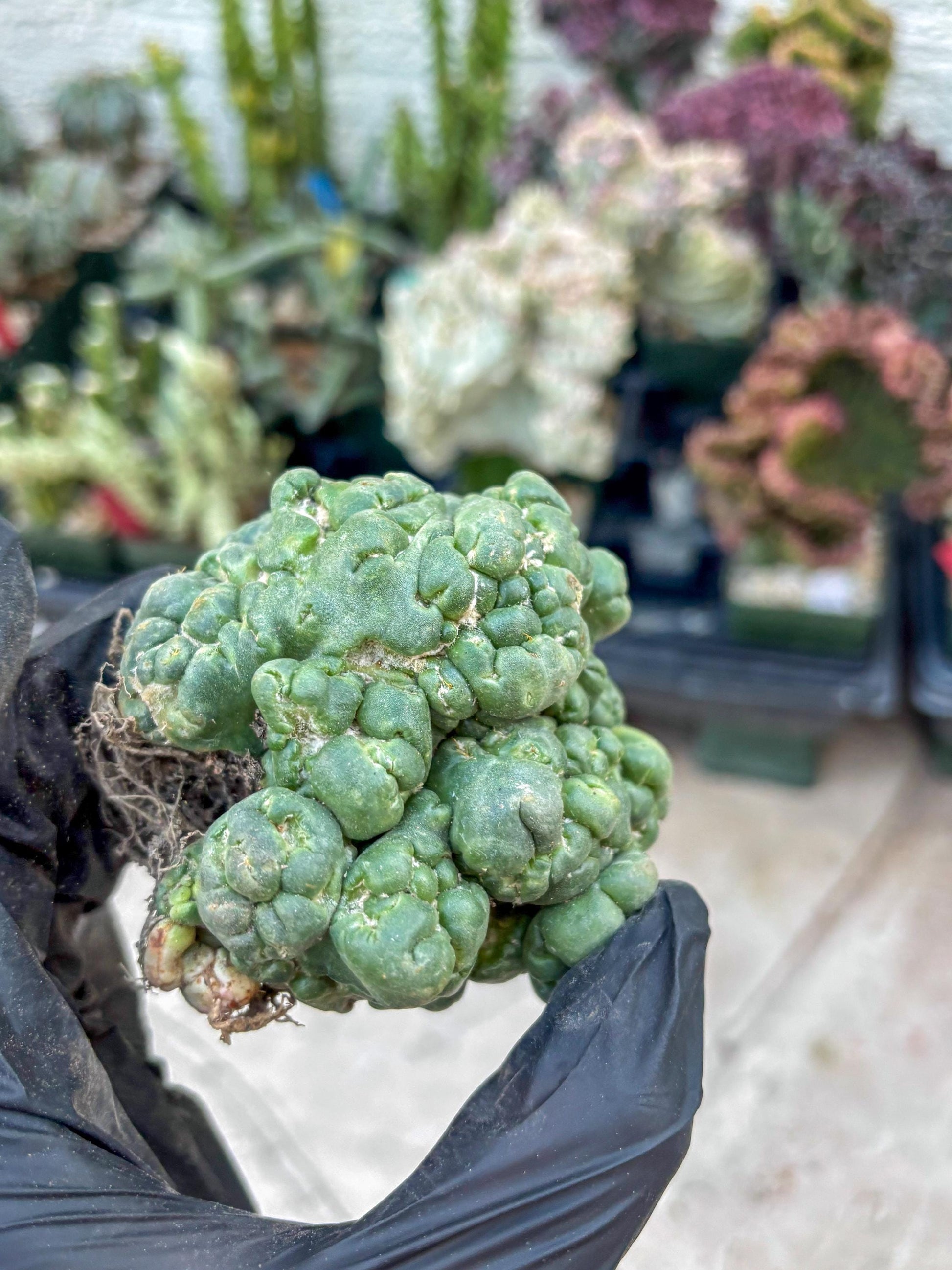 Coryphantha Elephantidens Cristata (Red) | Very Rare Imported Cactus