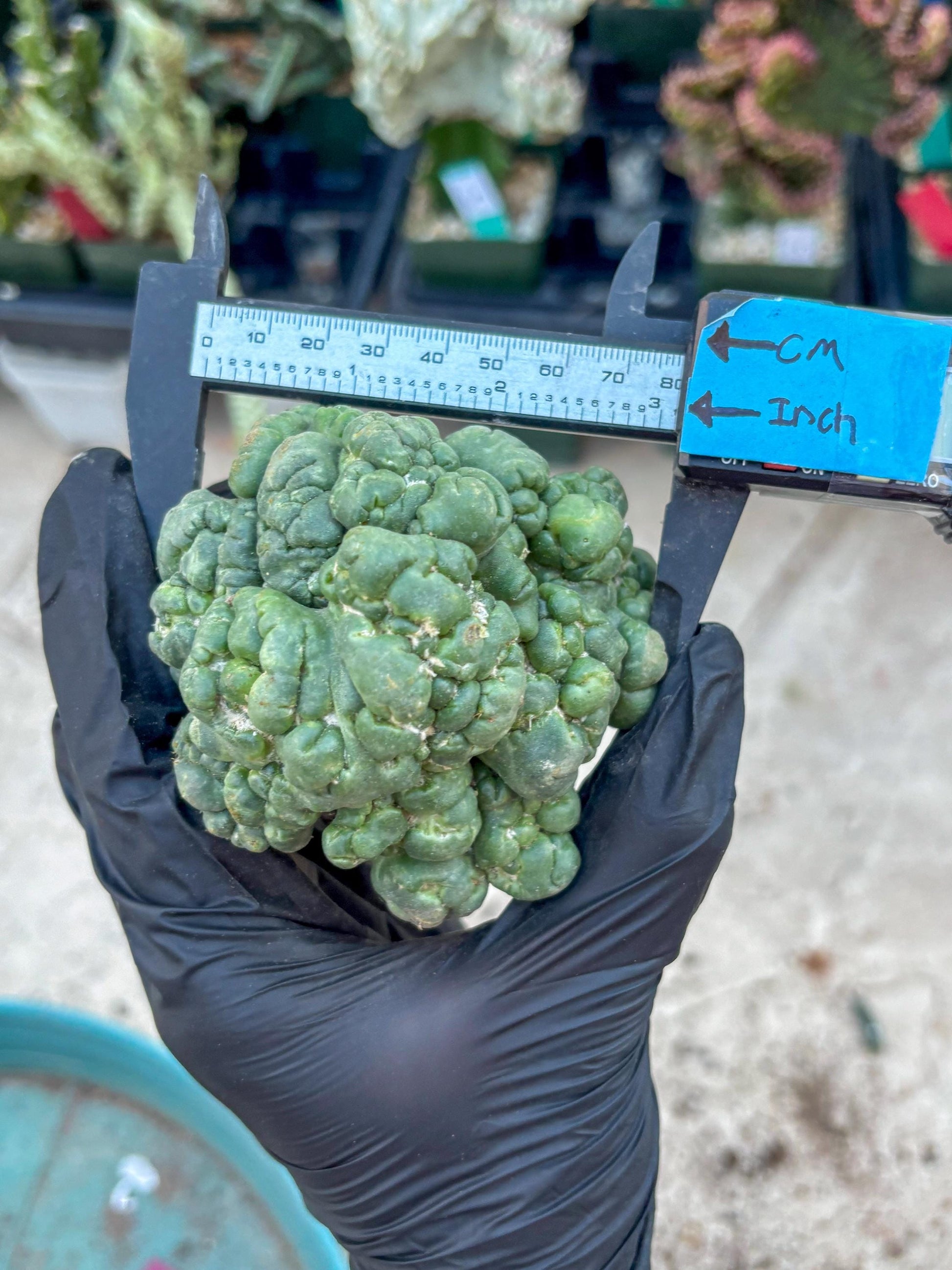 Coryphantha Elephantidens Cristata (Red) | Very Rare Imported Cactus