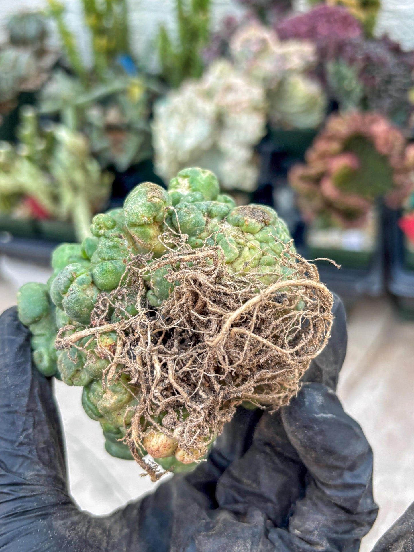 Coryphantha Elephantidens Cristata (Red) | Very Rare Imported Cactus