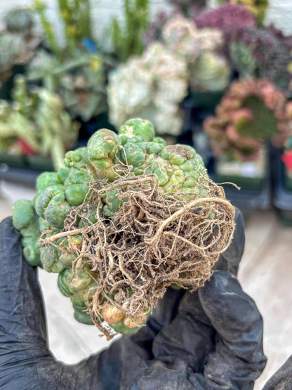 Coryphantha Elephantidens Cristata (Red) | Very Rare Imported Cactus