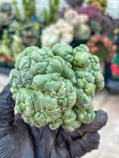 Coryphantha Elephantidens Cristata (Red) | Very Rare Imported Cactus