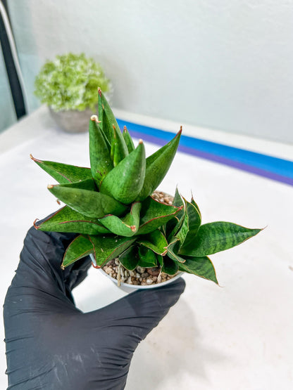 Sansevieria Apollo (g1) (1) | Imported Plant