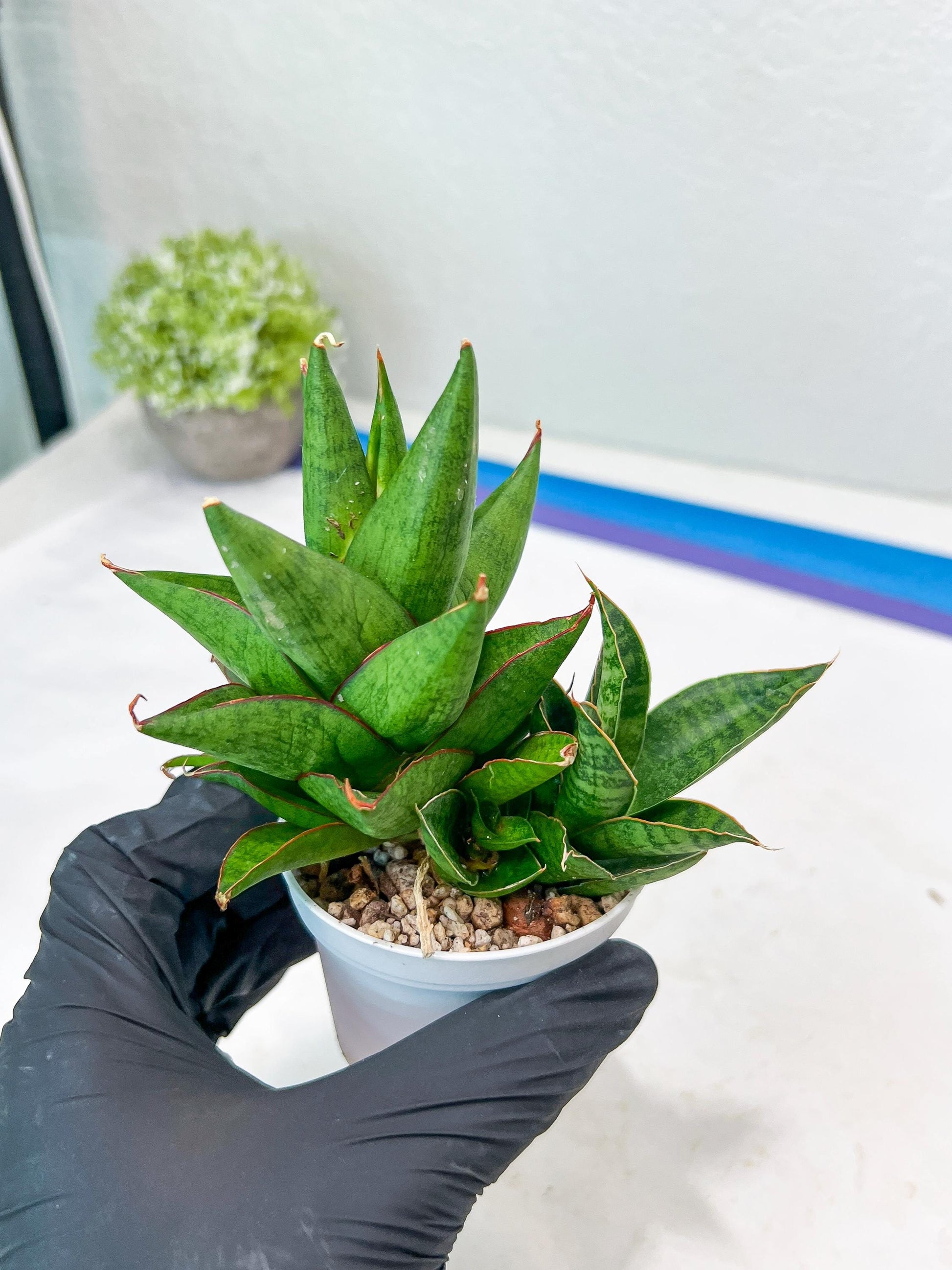 Sansevieria Apollo (g1) (1) | Imported Plant