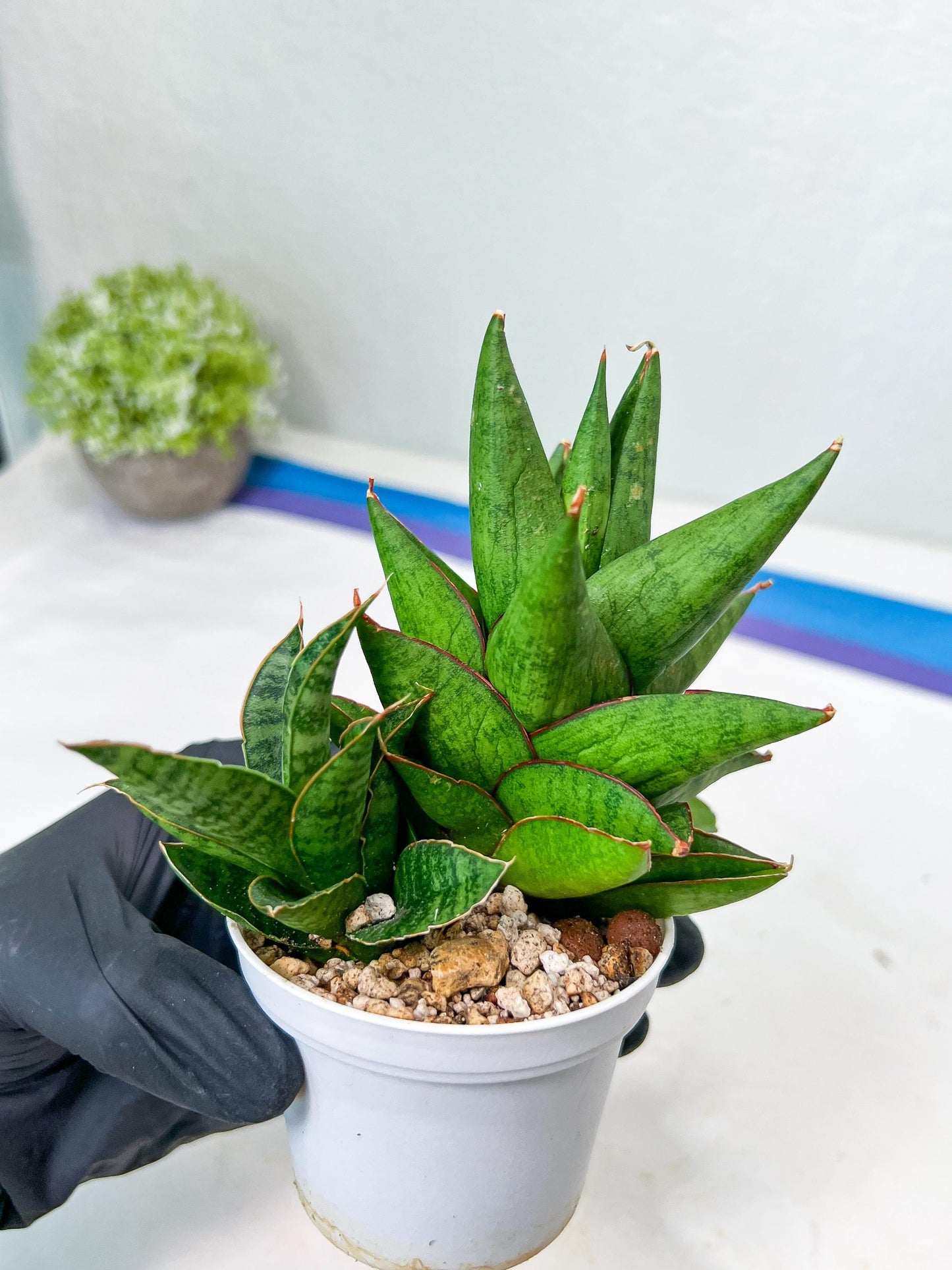 Sansevieria Apollo (g1) (1) | Imported Plant