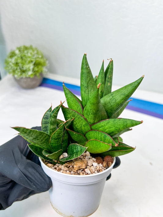 Sansevieria Snow lotus (g1) (1) | Imported Plant