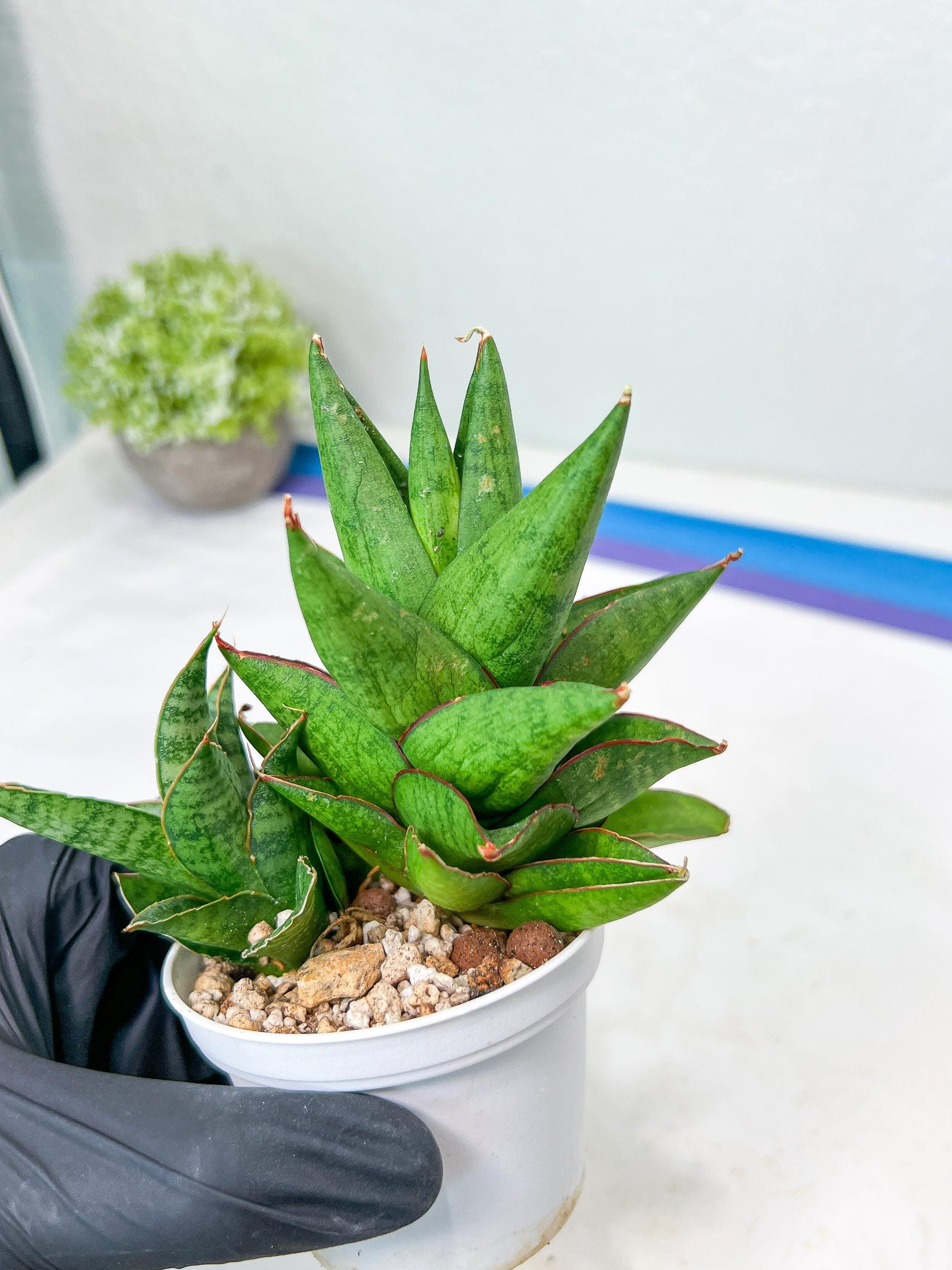 Sansevieria Apollo (g1) (1) | Imported Plant