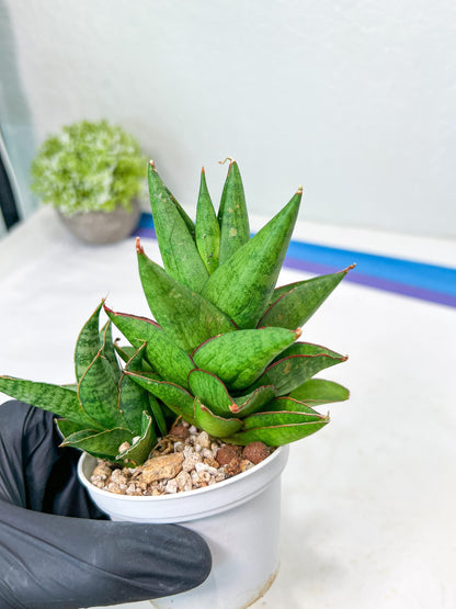 Sansevieria Apollo (g1) (1) | Imported Plant