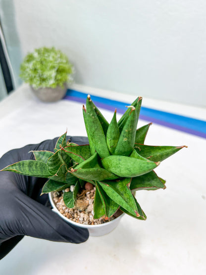 Sansevieria Apollo (g1) (1) | Imported Plant