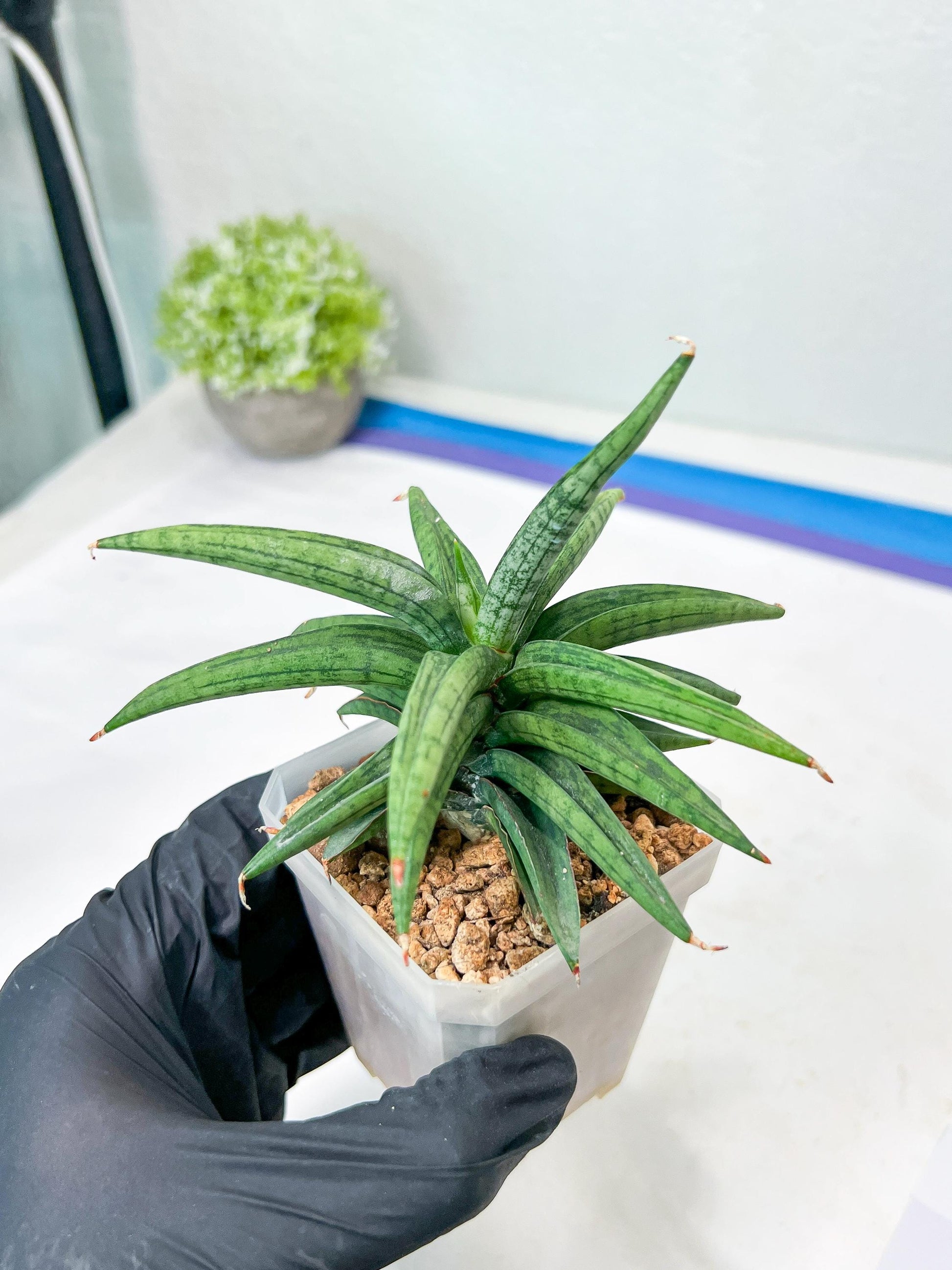 Sansevieria Thousand Blue (g1) (2) | Imported Plant