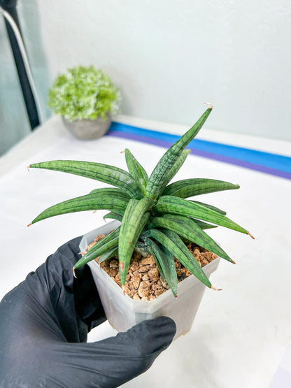 Sansevieria Thousand Blue (g1) (2) | Imported Plant