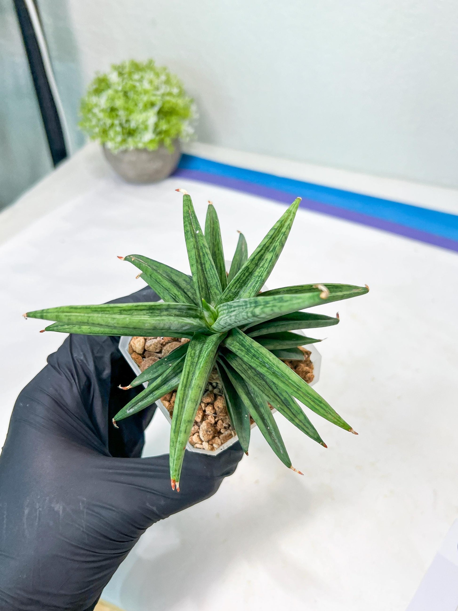 Sansevieria Thousand Blue (g1) (2) | Imported Plant