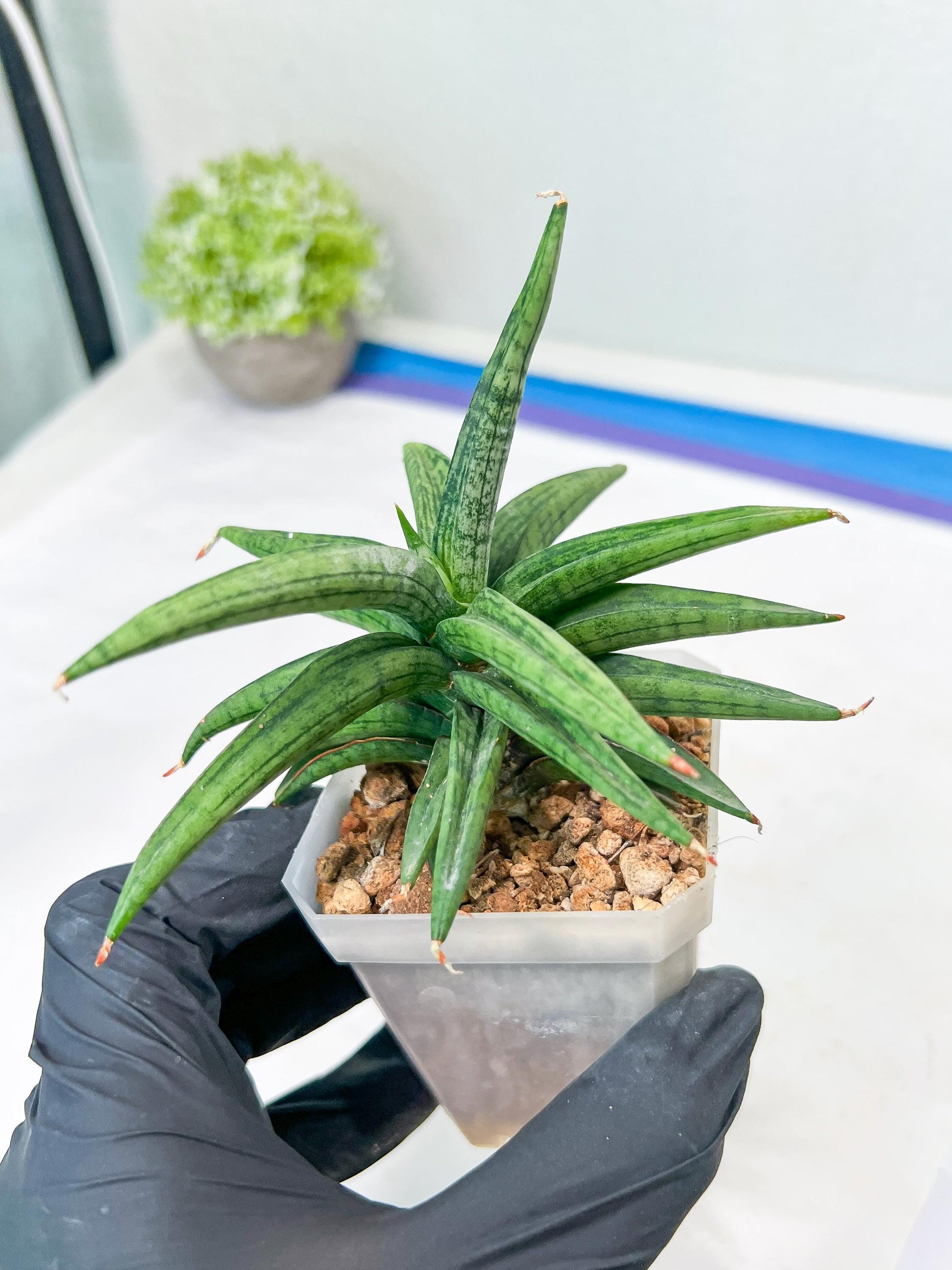 Sansevieria Thousand Blue (g1) (2) | Imported Plant