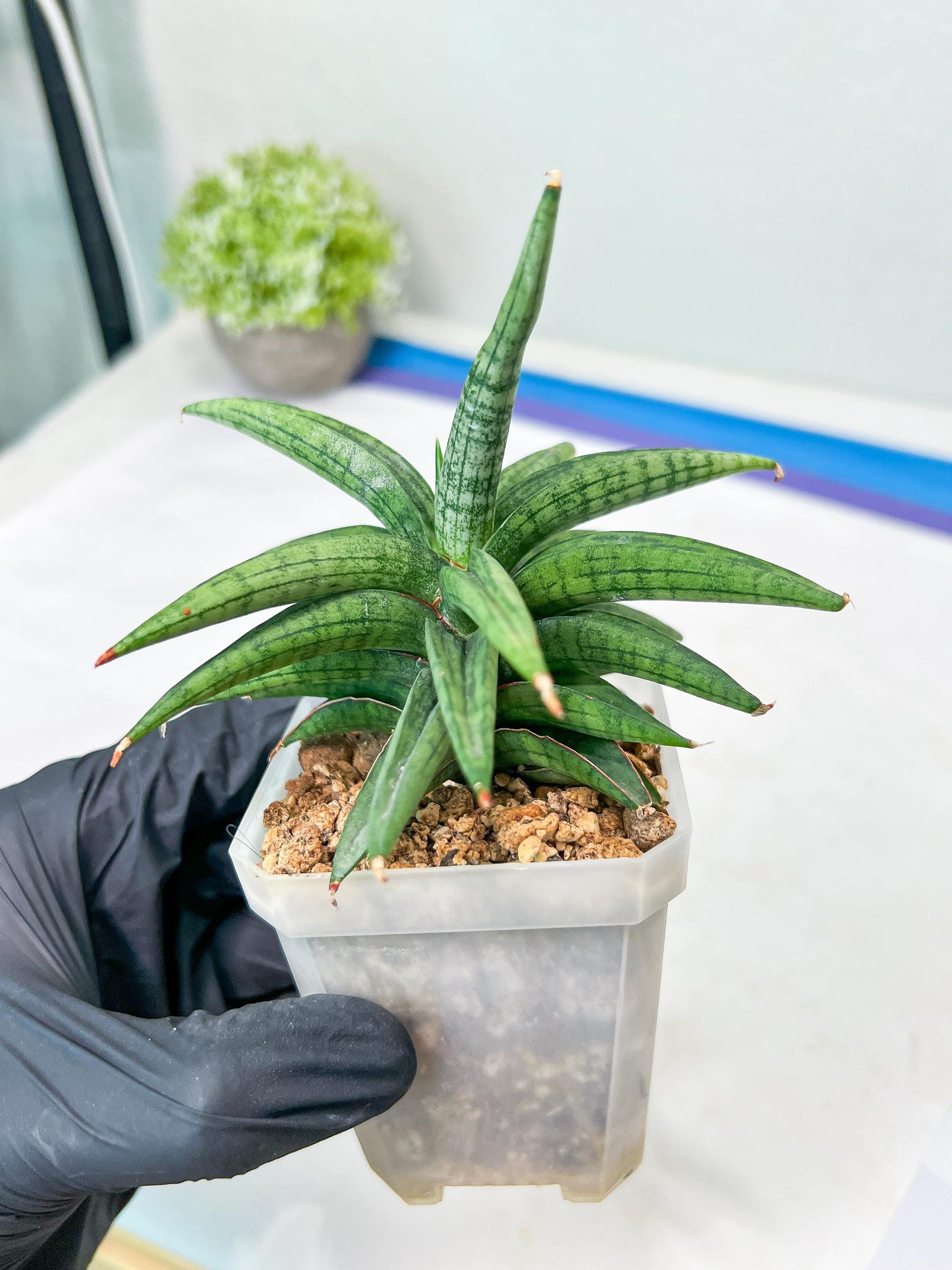 Sansevieria Thousand Blue (g1) (2) | Imported Plant